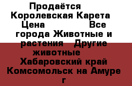 Продаётся!     Королевская Карета › Цена ­ 300 000 - Все города Животные и растения » Другие животные   . Хабаровский край,Комсомольск-на-Амуре г.